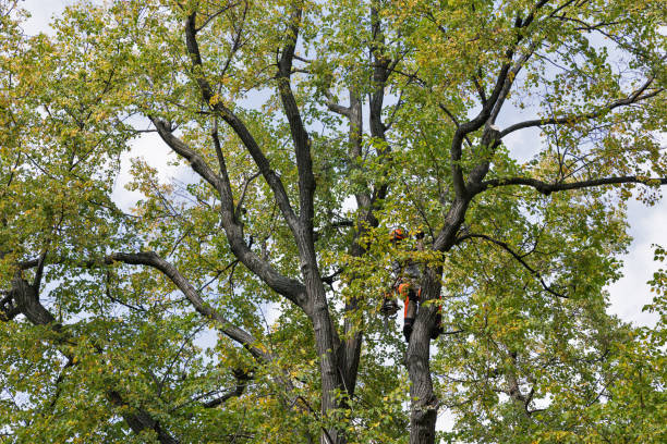 How Our Tree Care Process Works  in  Westlake Corner, VA